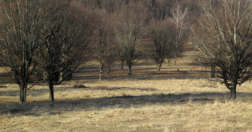 IMG_4819